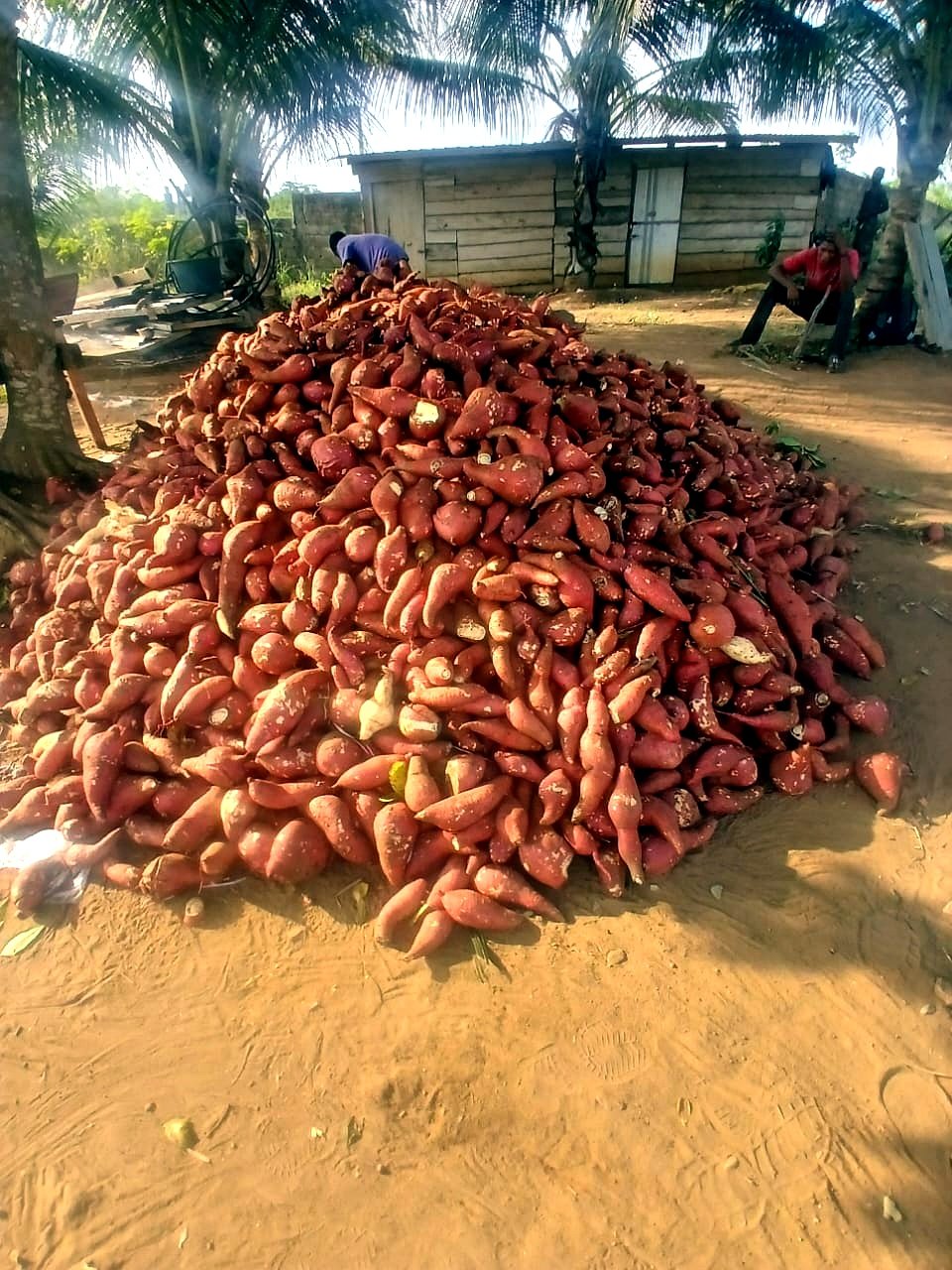 Farm-to-Market Programme